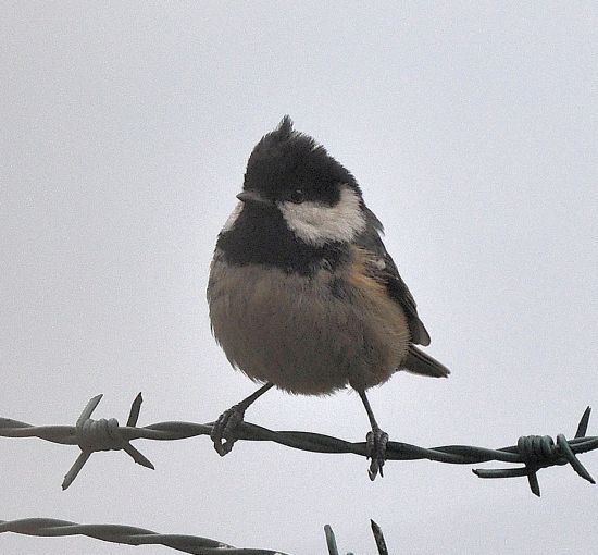 Cardellino (Carduelis carduelis)