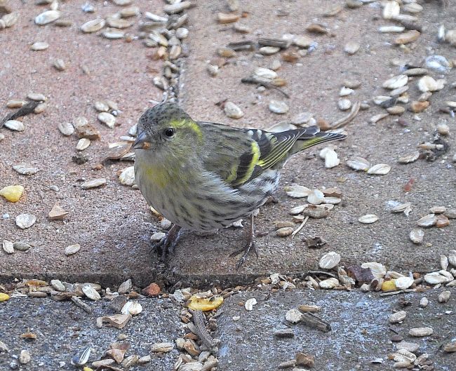 Lucherino (Spinus spinus), m & f  (con Cardellino)