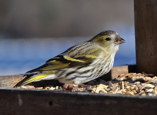 Lucherino (Spinus spinus), m & f  (con Cardellino)