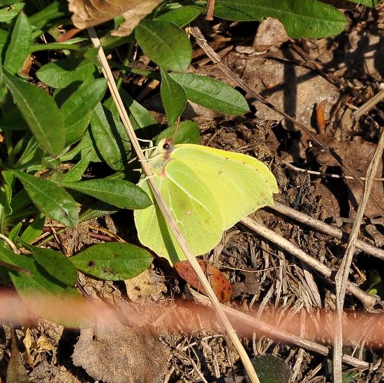 Gonepteryx rhamni
