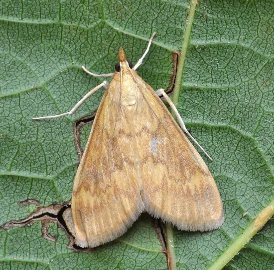 Aiuto id. crambidae (Anania? Ostrinia?):  Ostrinia nubilalis