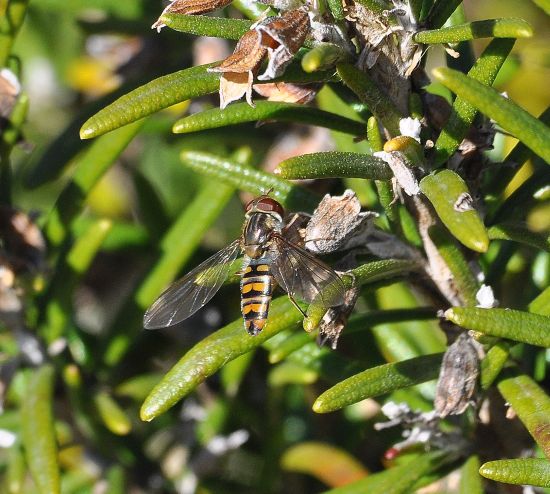 Syrphidae: Episyrphus balteatus