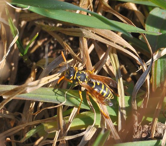 aiuto id. vespa:   Polistes cfr. dominula