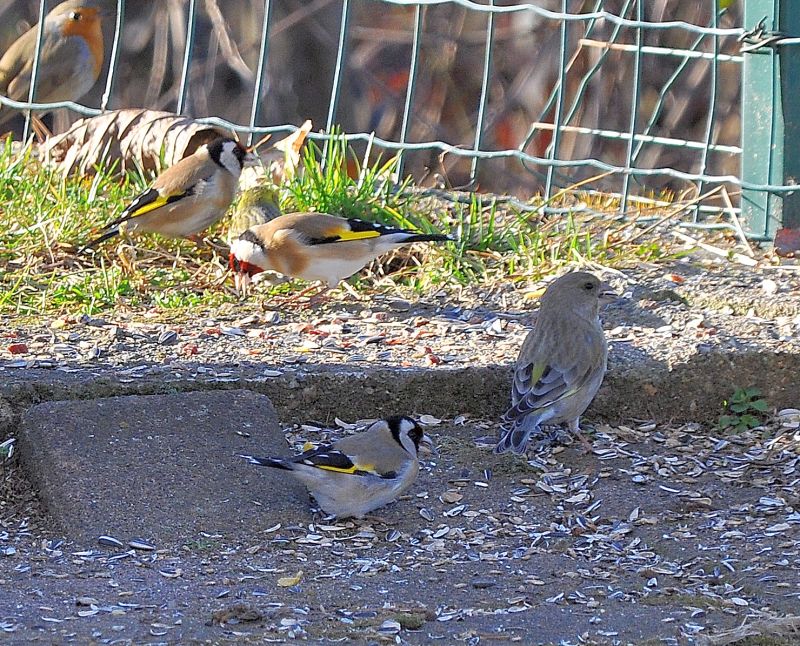 Verdone (Chloris chloris), femmina , Forum Natura ...