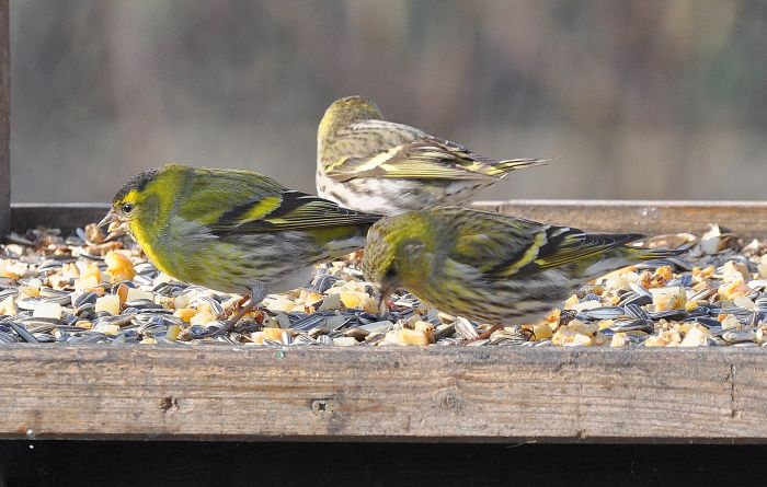 Lucherino (Spinus spinus), maschio e femmine