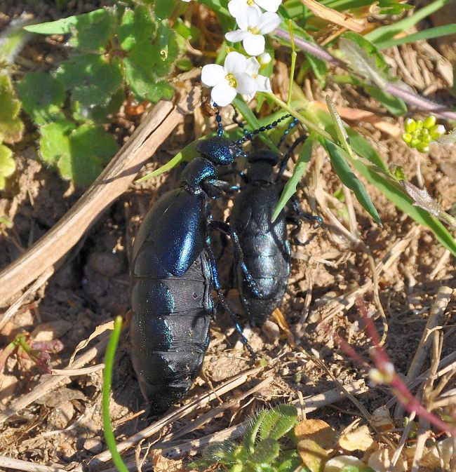 Meloidae: Meloe violaceus o proscarabeus? M. proscarabaeus