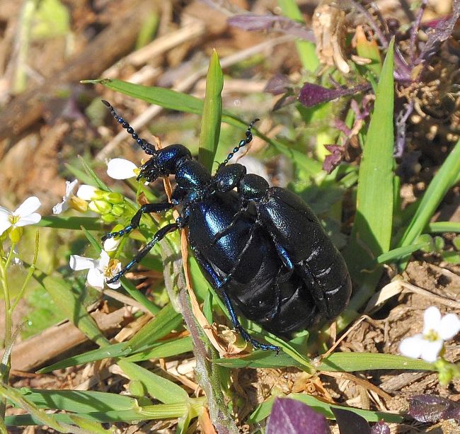 Meloidae: Meloe violaceus o proscarabeus? M. proscarabaeus