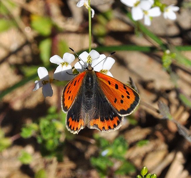 Lycaena phlaeas