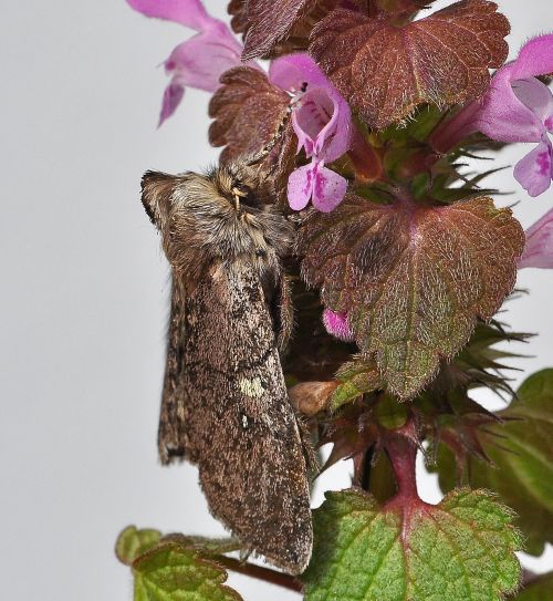 Achlya flavicornis , Drepanidae