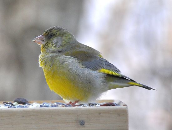 obeso anche questo - Verdone (e Lucherino)
