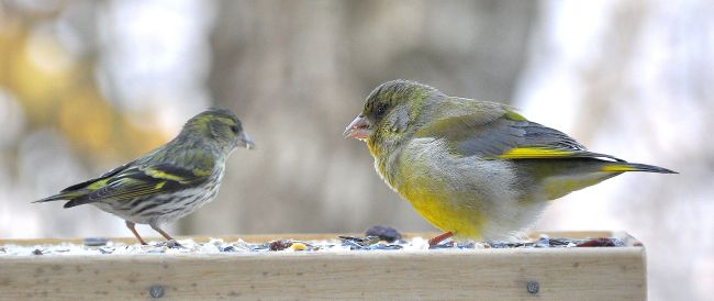 obeso anche questo - Verdone (e Lucherino)