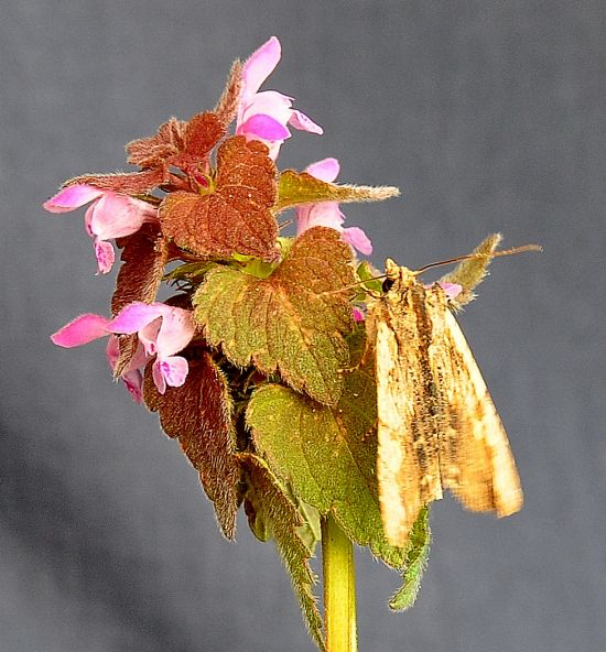 Litophane semibrunnea ?