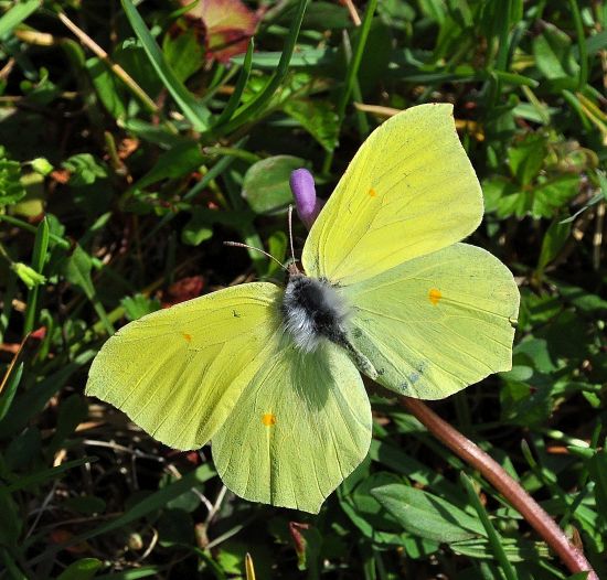 Gonepteryx rhamni come non si vede mai