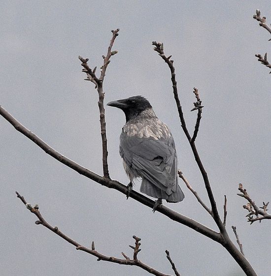 il Birdwatching al tempo del Covid 19