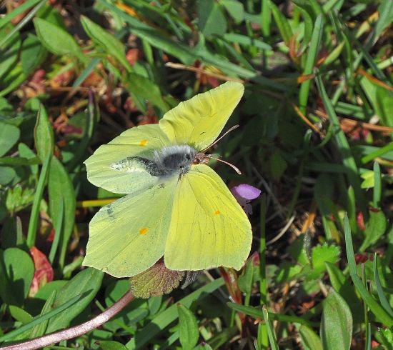 Gonepteryx rhamni come non si vede mai