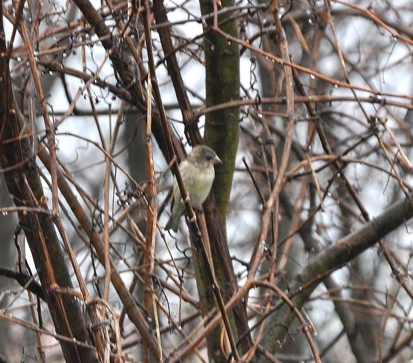 missione impossibile ?  No, Verdone (Chloris chloris)