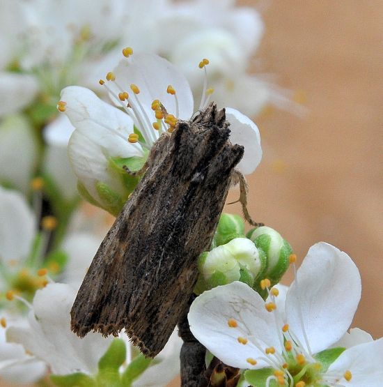 Lithophane semibrunnea? S