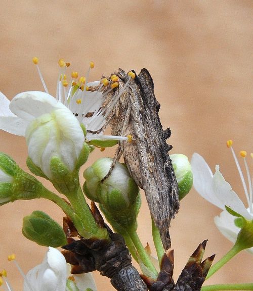 Lithophane semibrunnea? S