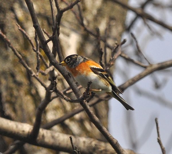 Peppola (Fringilla montifringilla)