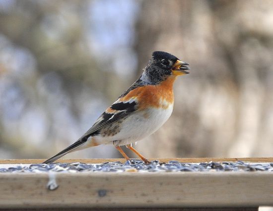 Peppola (Fringilla montifringilla)