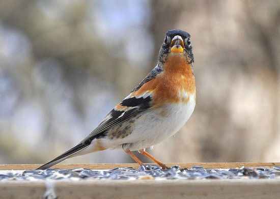 Peppola (Fringilla montifringilla)