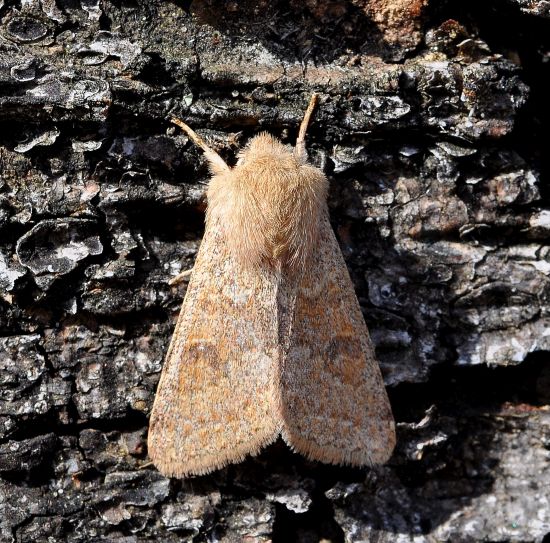 Orthosia miniosa?  S !