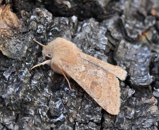 Orthosia miniosa?  S !