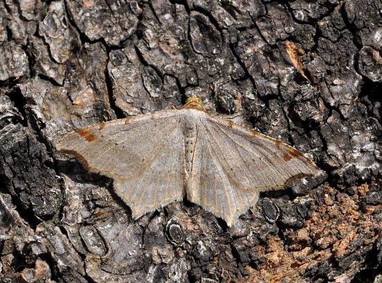 Macaria alternata? (Geometridae)