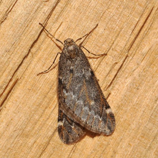 Alsophila aescularia  geometridae