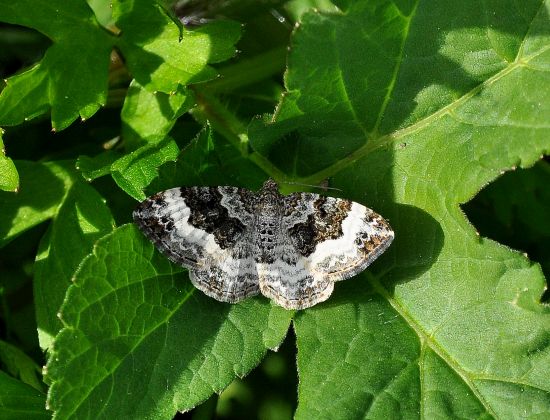 Epirrhoe galiata, Geometridae? No, Epirrhoe cf. alternata