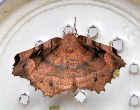 Selenia tetralunaria - ciclo vitale