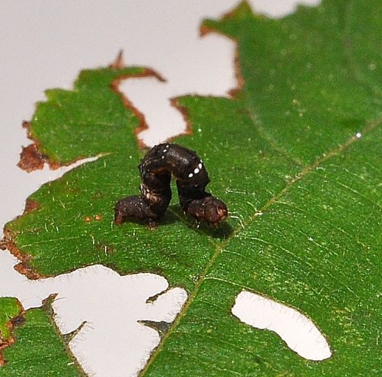 Selenia tetralunaria - ciclo vitale