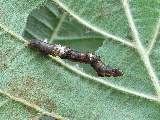 Selenia tetralunaria - ciclo vitale