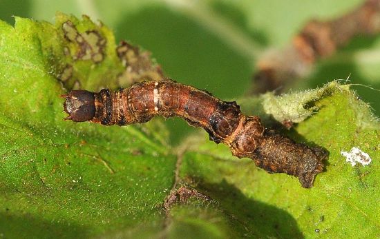 Selenia tetralunaria - ciclo vitale