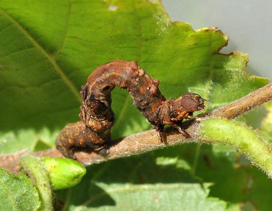 Selenia tetralunaria - ciclo vitale