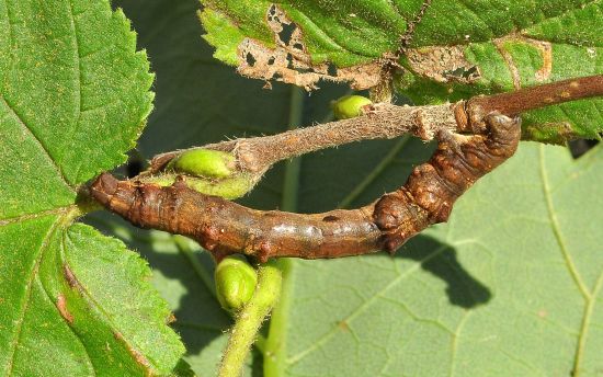 Selenia tetralunaria - ciclo vitale