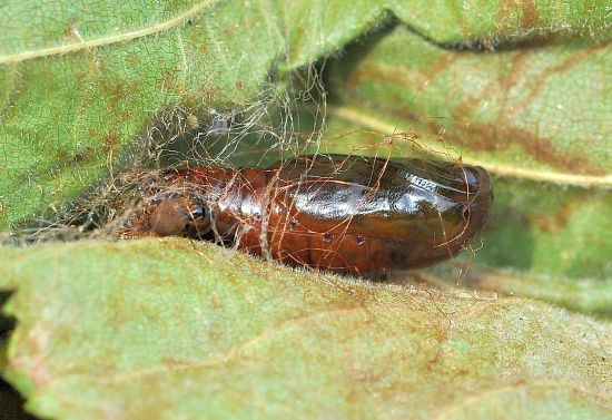 Selenia tetralunaria - ciclo vitale