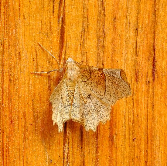 14. aprile, lampadata di prova