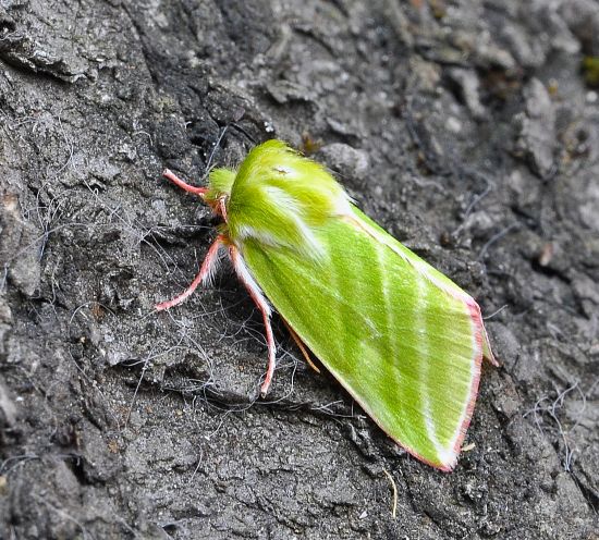 14. aprile, lampadata di prova
