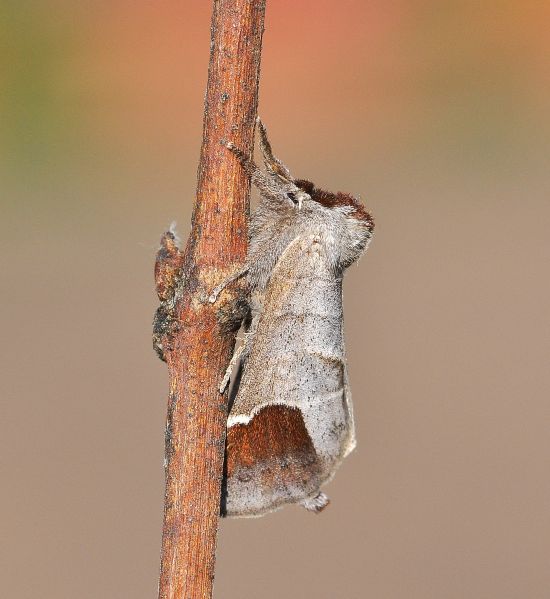 Clostera curtula