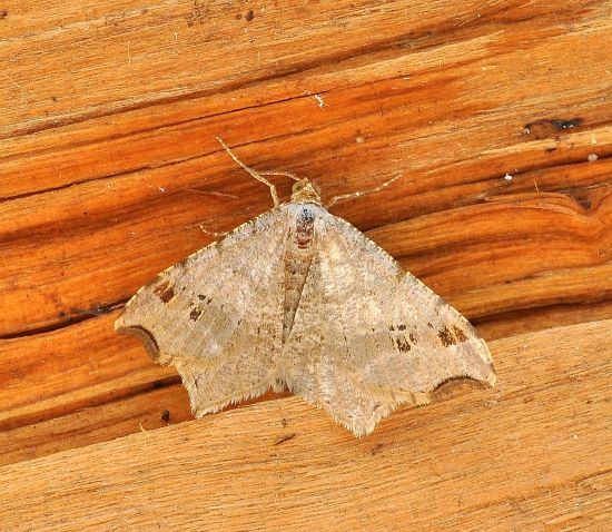 Macaria alternata?  S !