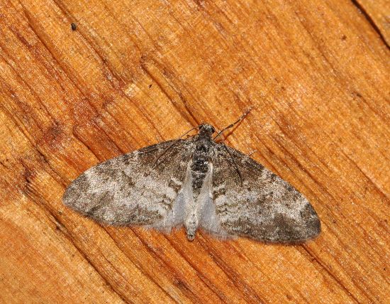 Aiuto id. Geometridae: Lobophora halterata