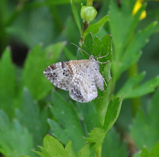 Epirrhoe? S, Epirrhoe rivata ed E. alternata - Geometridae