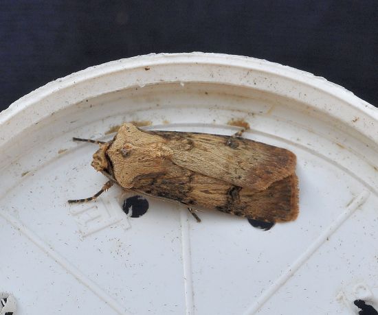 Agrotis puta - Noctuidae