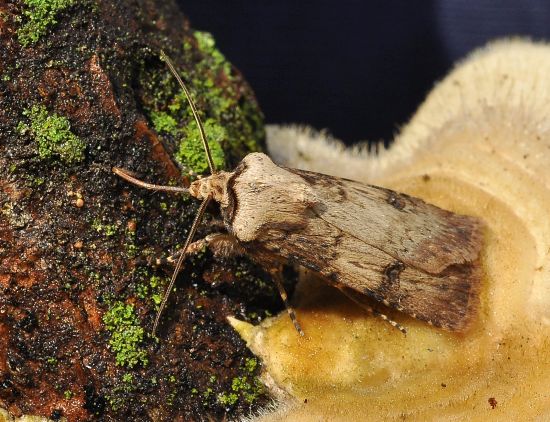 Agrotis puta - Noctuidae