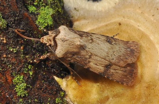 Agrotis puta - Noctuidae