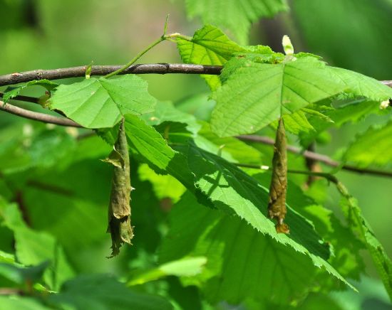 Su nocciolo: Altica sp. (cfr.) e 
