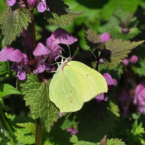 Gonepteryx rhamni - coppia