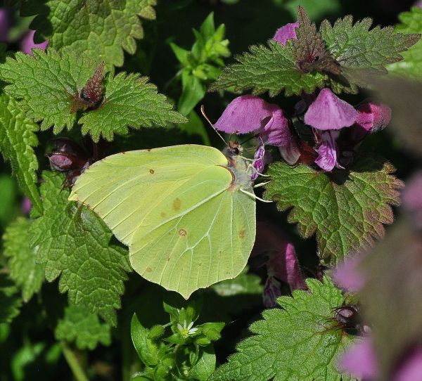 Gonepteryx rhamni - coppia