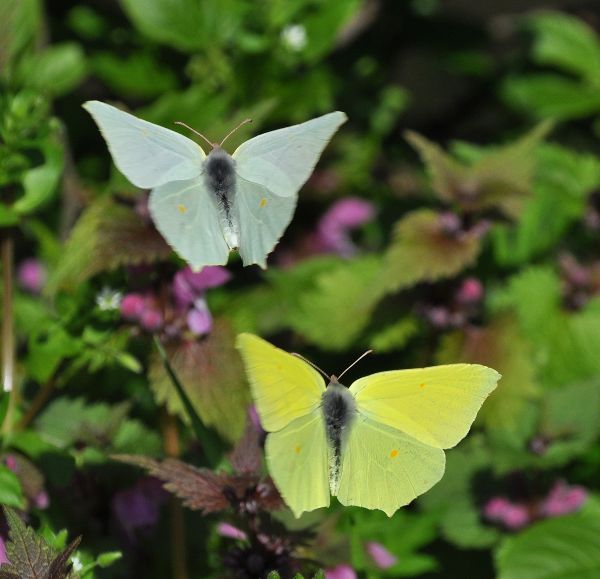 Gonepteryx rhamni - coppia